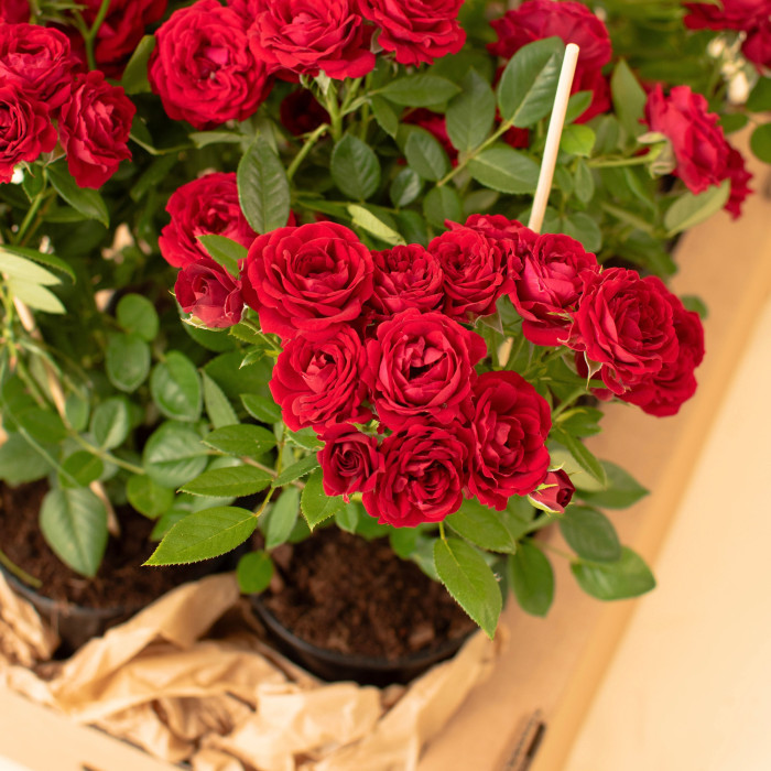 RUBY TERRAZZA® RUBY TERRAZZA®